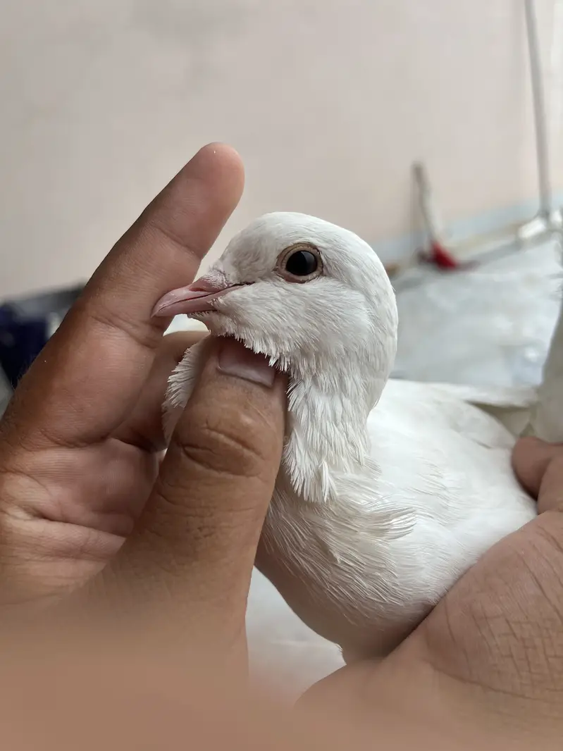 Pigeon — photo 4