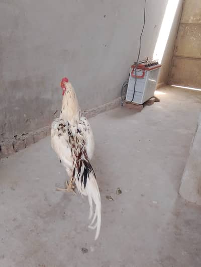 Aseel for sale Minwali and Sindhi Cross ( 03127185134 )