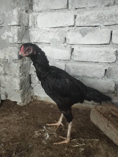 Aseel hen ful black hen
