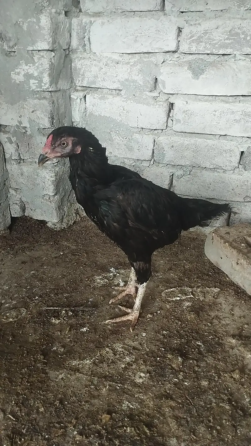 Aseel hen ful black hen — photo 2