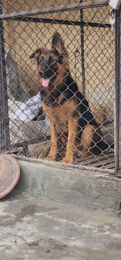German Shepherd Female - Age 6 Month - Long Coat