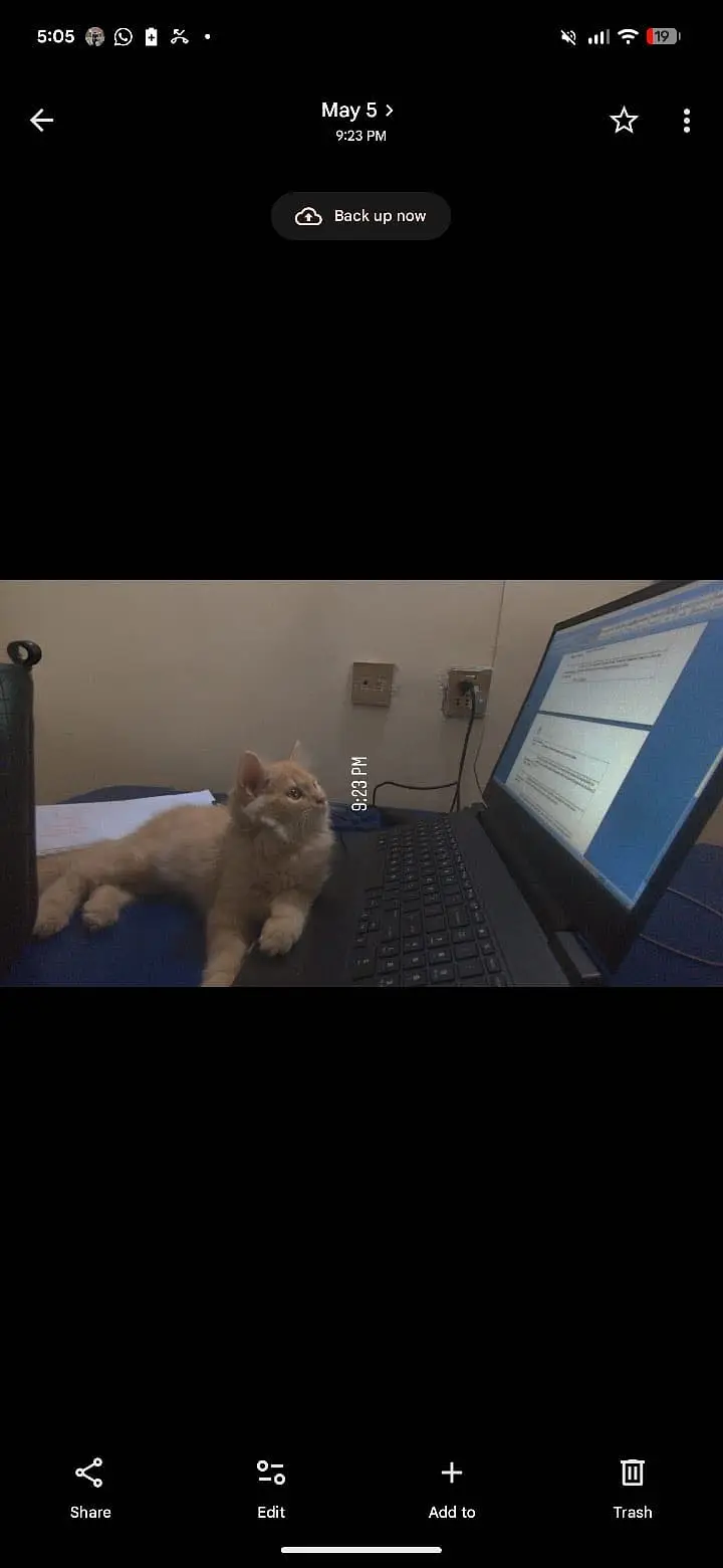 Persian Kitten for sale — photo 2