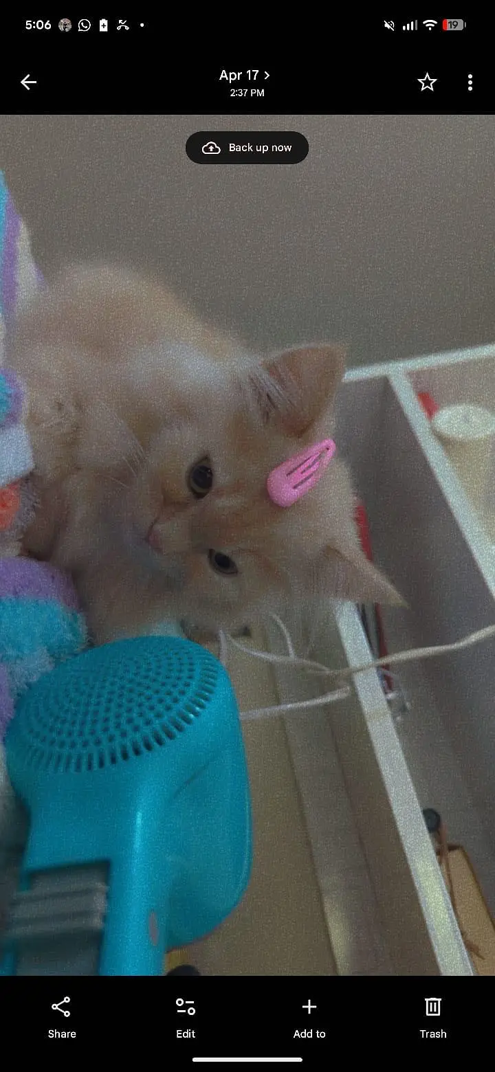 Persian Kitten for sale — photo 3