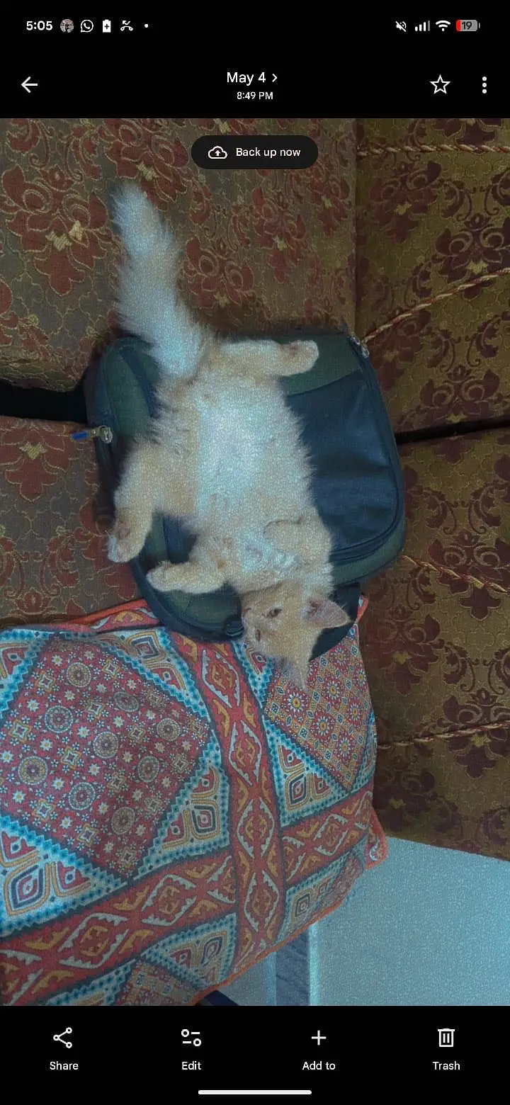 Persian Kitten for sale — photo 4