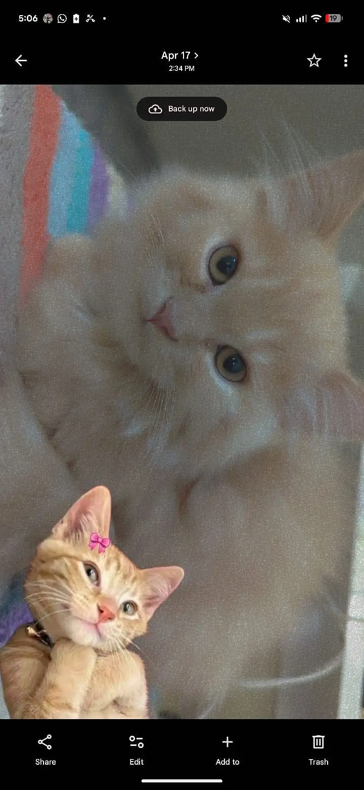 Persian Kitten for sale — photo 5
