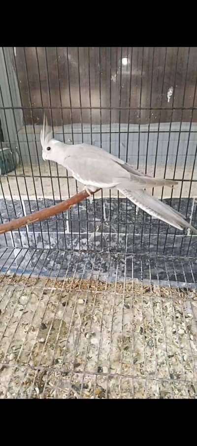 grey Peid Cocktail