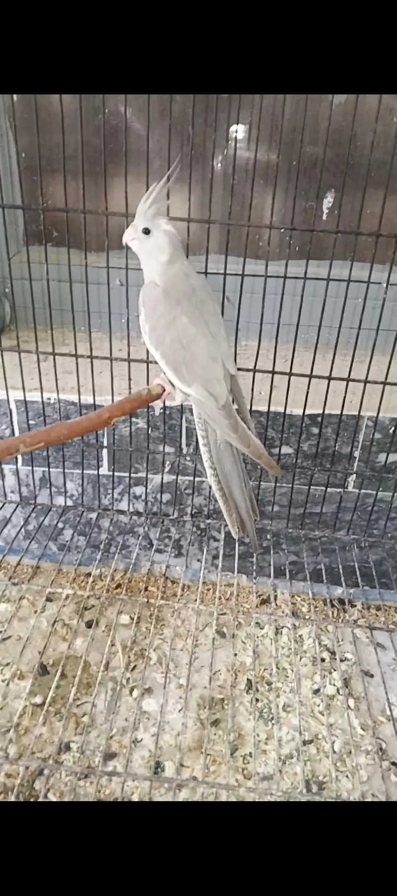 grey Peid Cocktail — photo 2