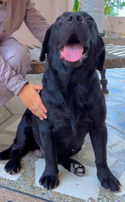 British Labrador Male only serious buyers can contact