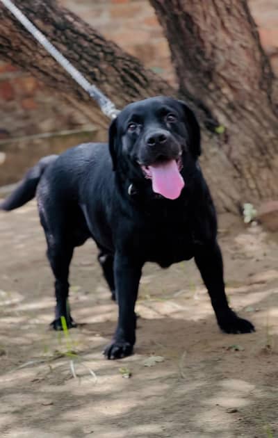 top quality Labrador puppy for sale