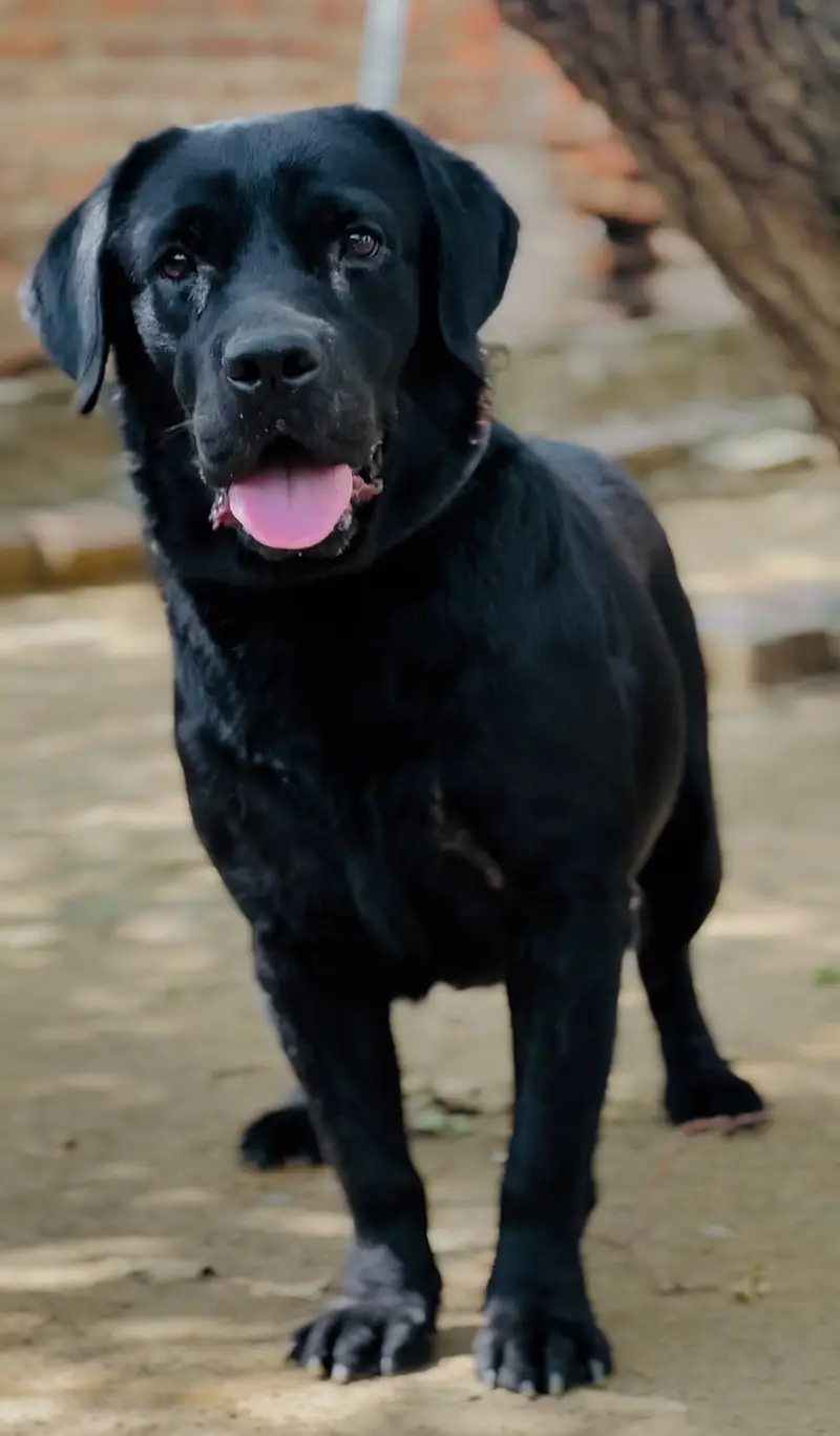 British Labrador Male only serious buyers can contact — photo 4