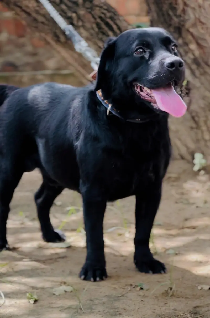 British Labrador Male only serious buyers can contact — photo 5