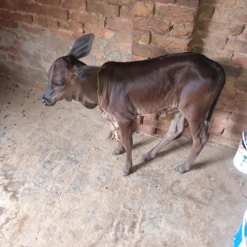Cow for Sale