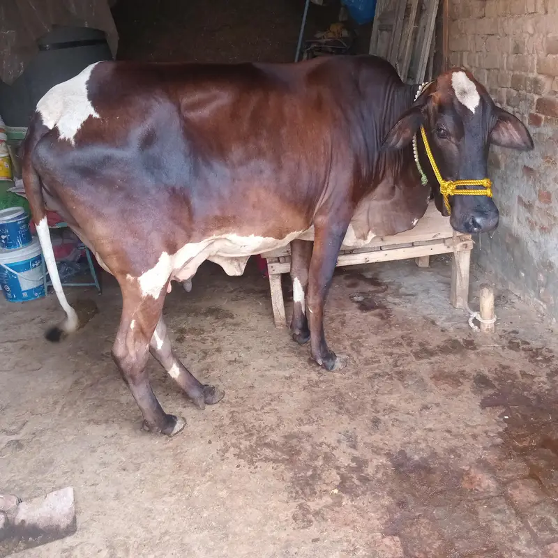 Cow for Sale — photo 2