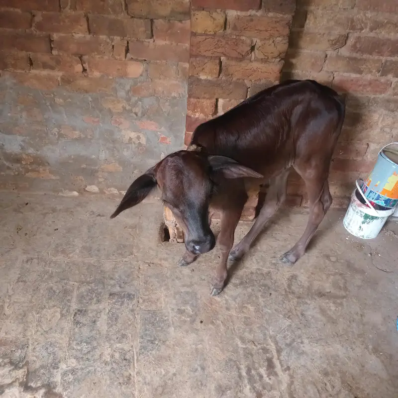 Cow for Sale — photo 3