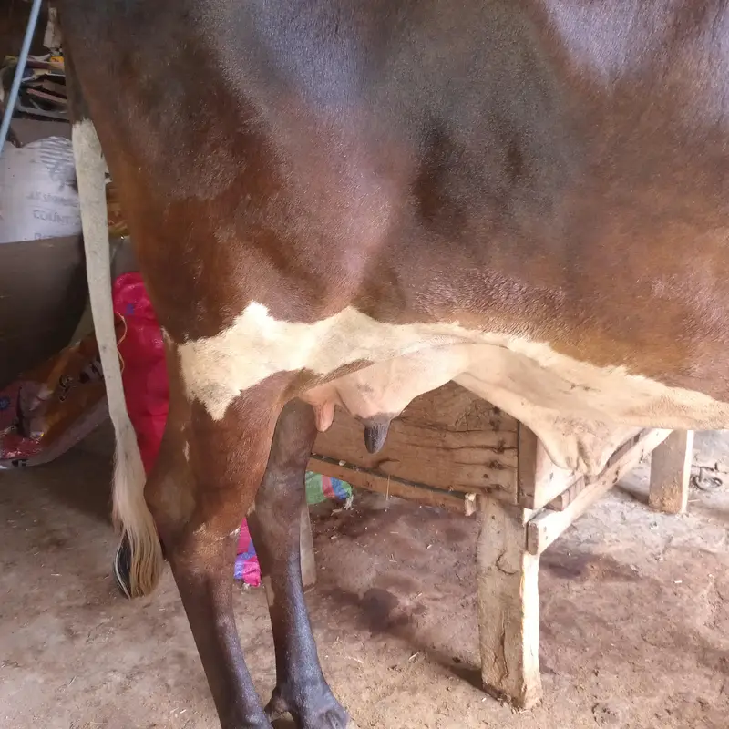 Cow for Sale — photo 4