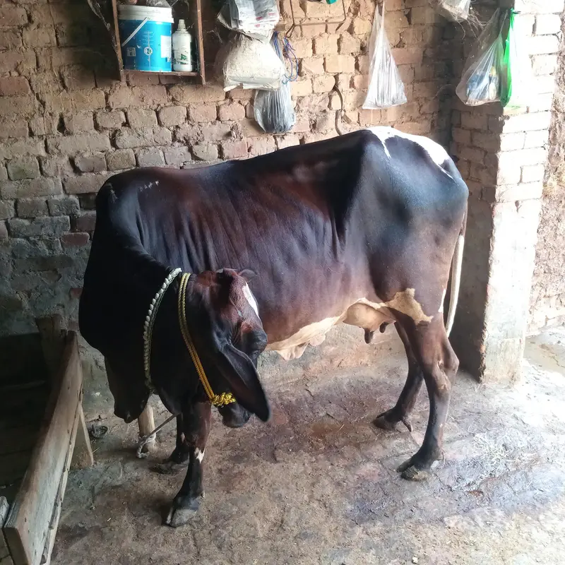 Cow for Sale — photo 5