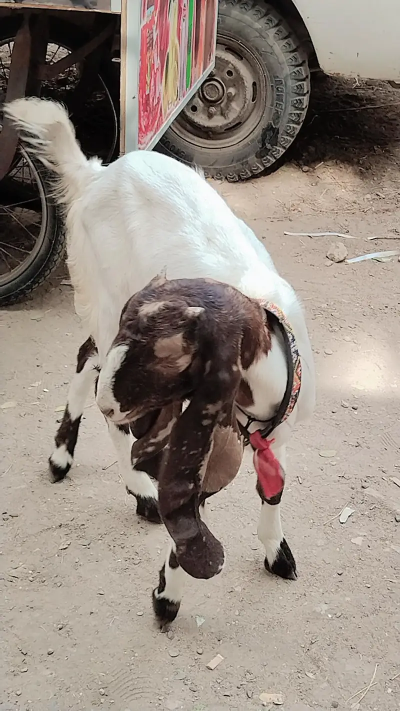 ajrak kamori patth — photo 2