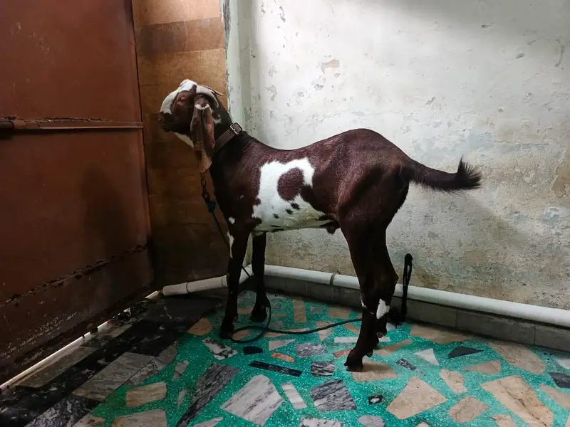 Khera bacha — photo 3