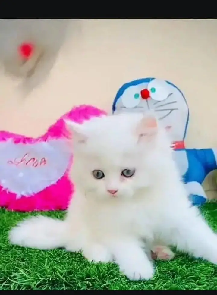 (Persian female kitten) (for sale all) (Pakistan delivery available) — photo 2