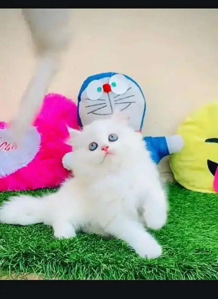 (Persian female kitten) (for sale all) (Pakistan delivery available) — photo 3