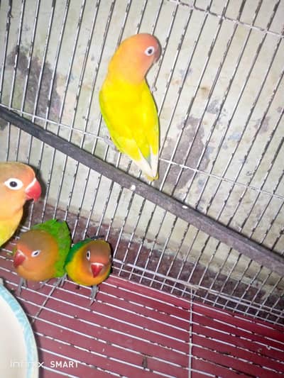 lovebirds for sale breeder pairs
