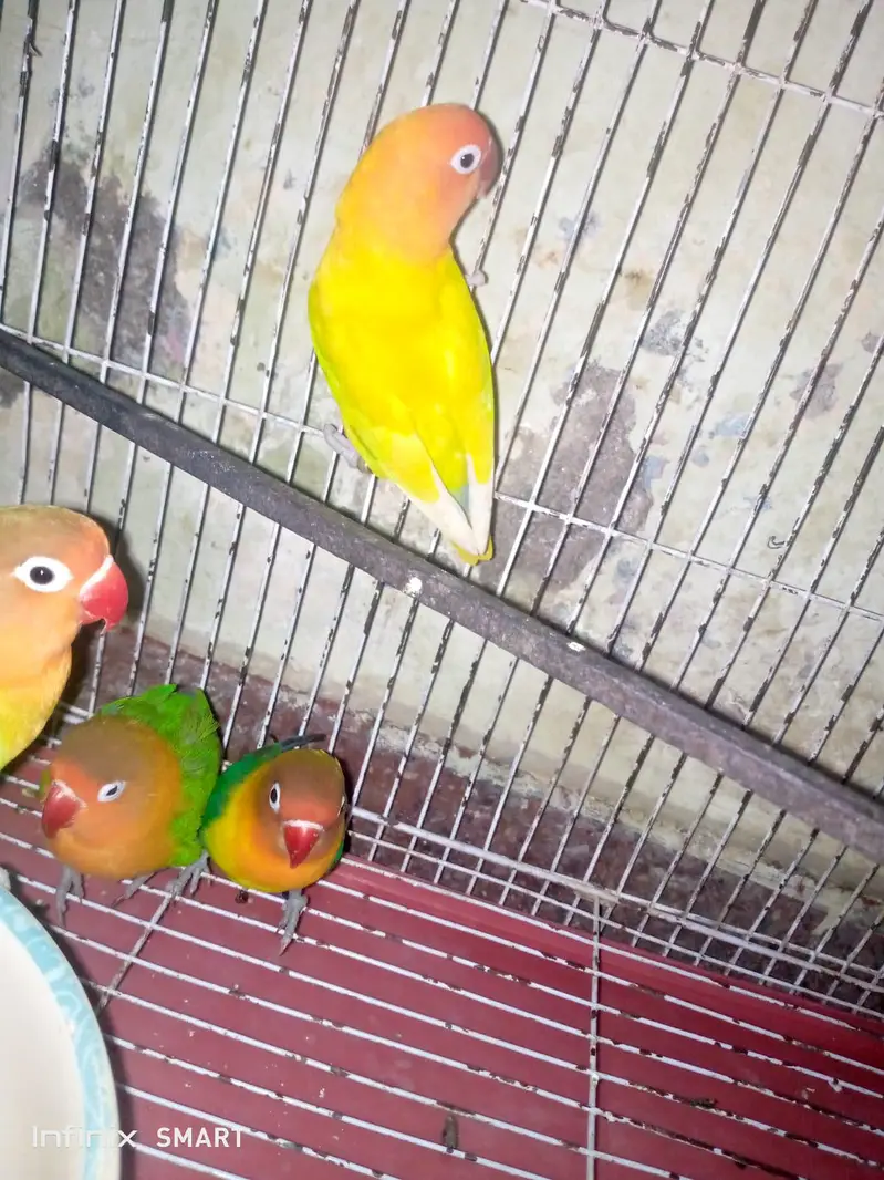 lovebirds for sale breeder pairs