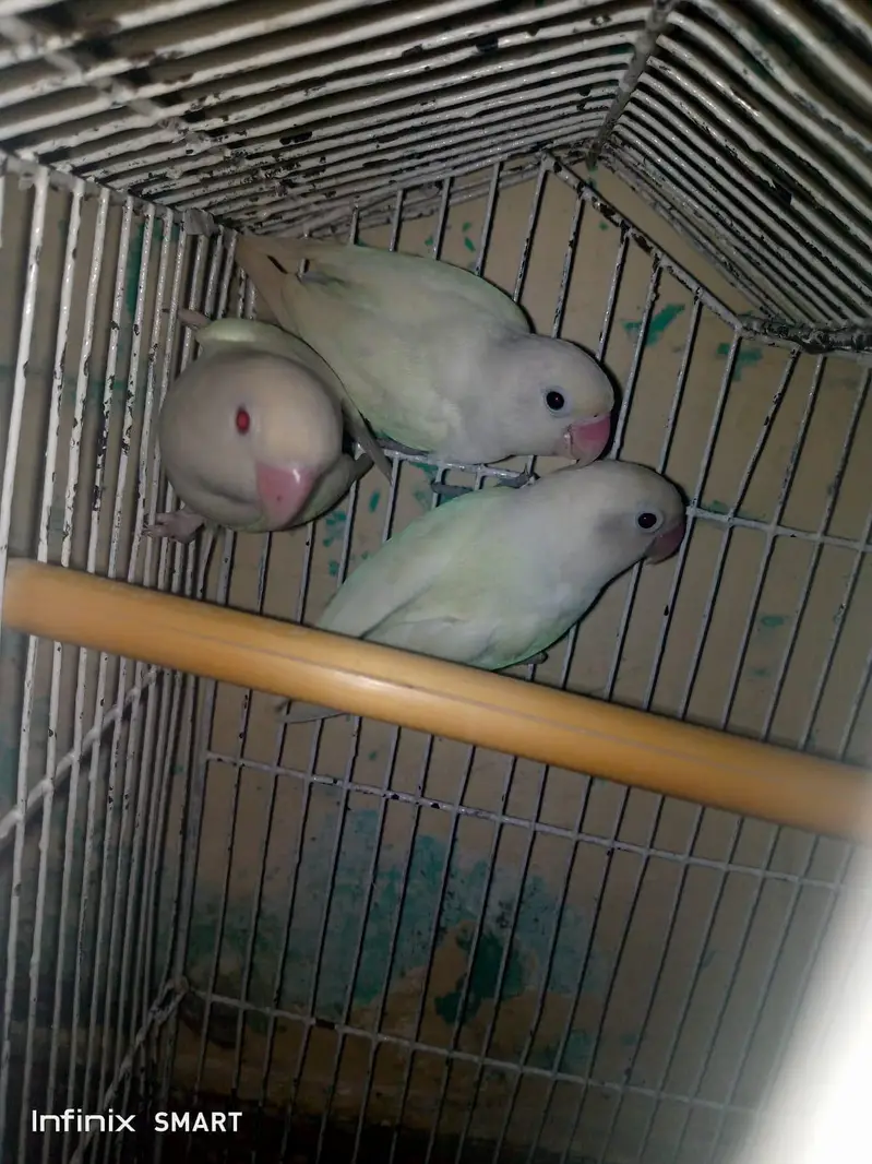 lovebirds for sale breeder pairs — photo 2
