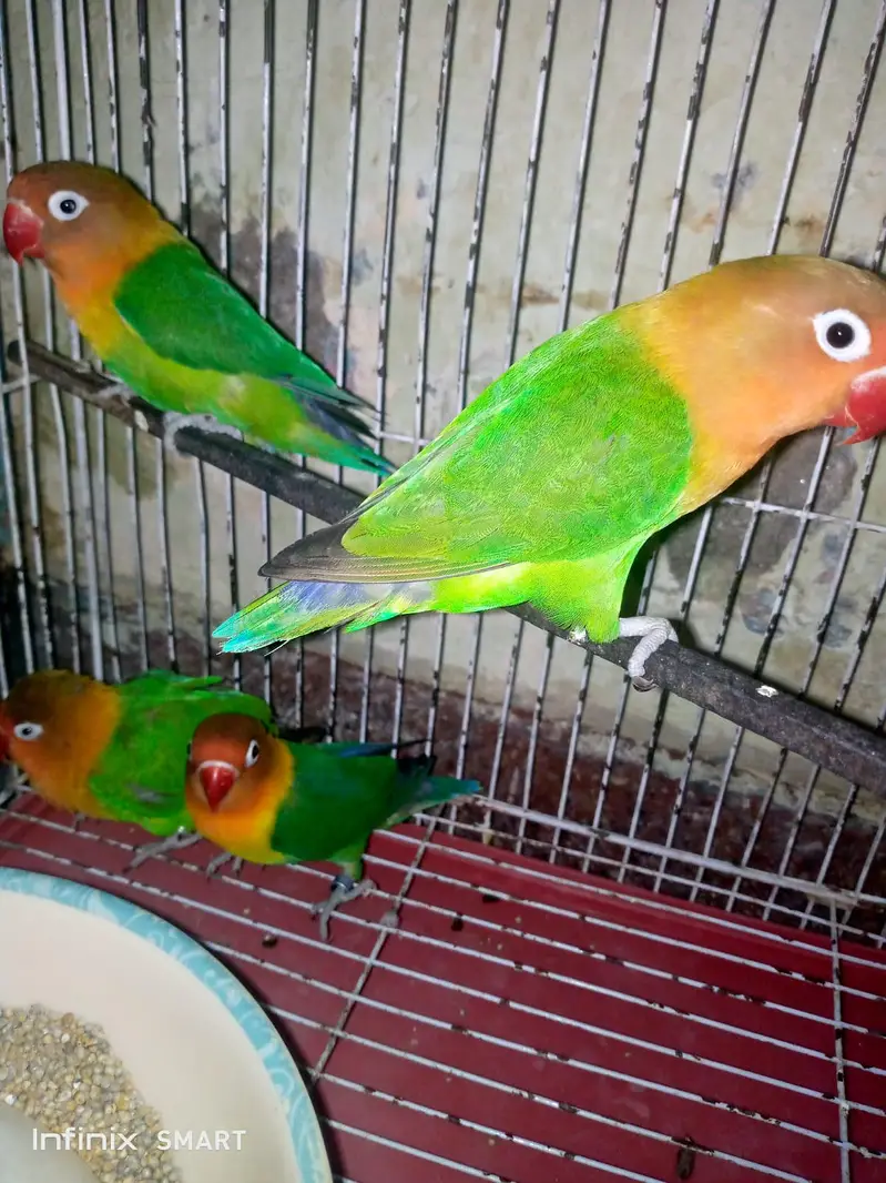 lovebirds for sale breeder pairs — photo 3