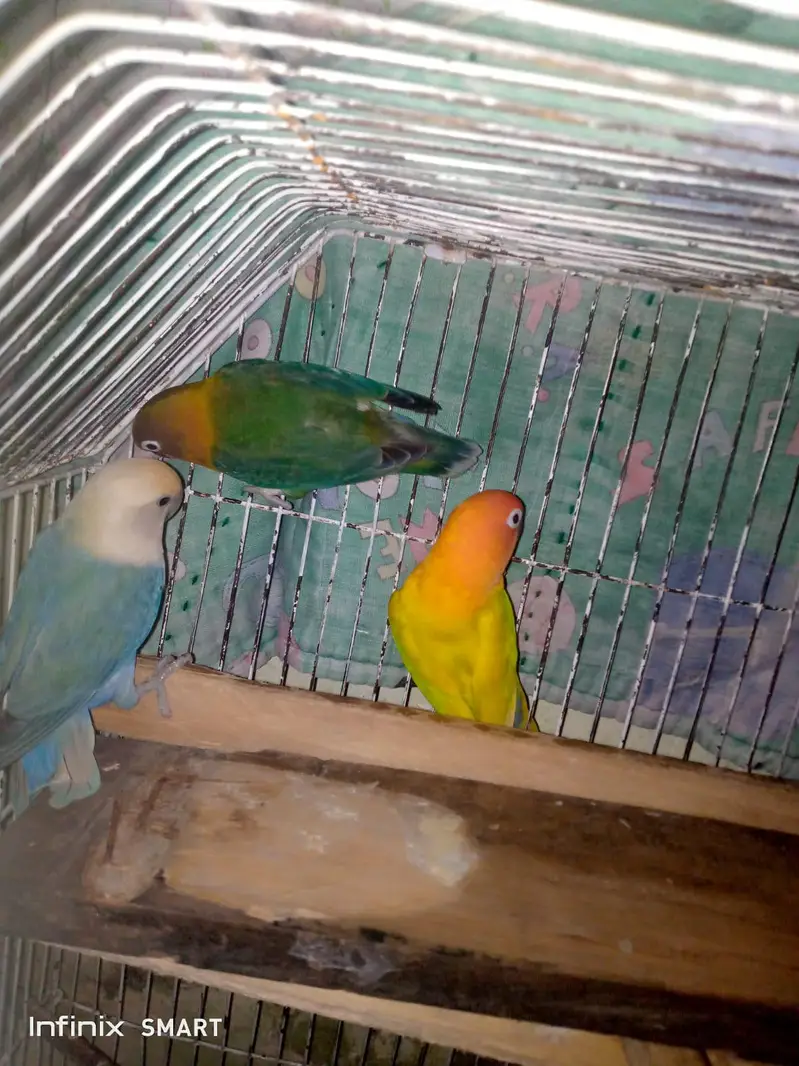 lovebirds for sale breeder pairs — photo 4