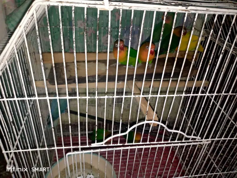 lovebirds for sale breeder pairs — photo 5