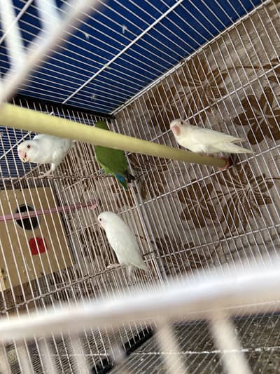 Love birds