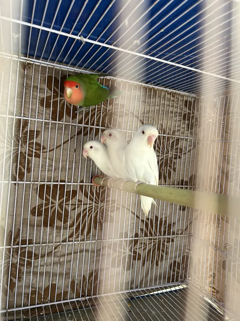 Love birds — photo 2
