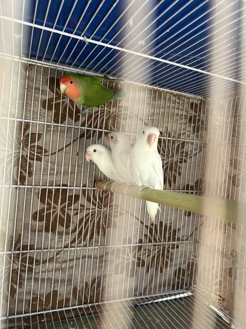 Love birds — photo 3