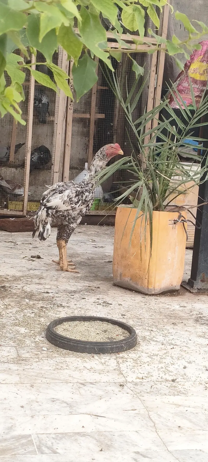 king shamo male