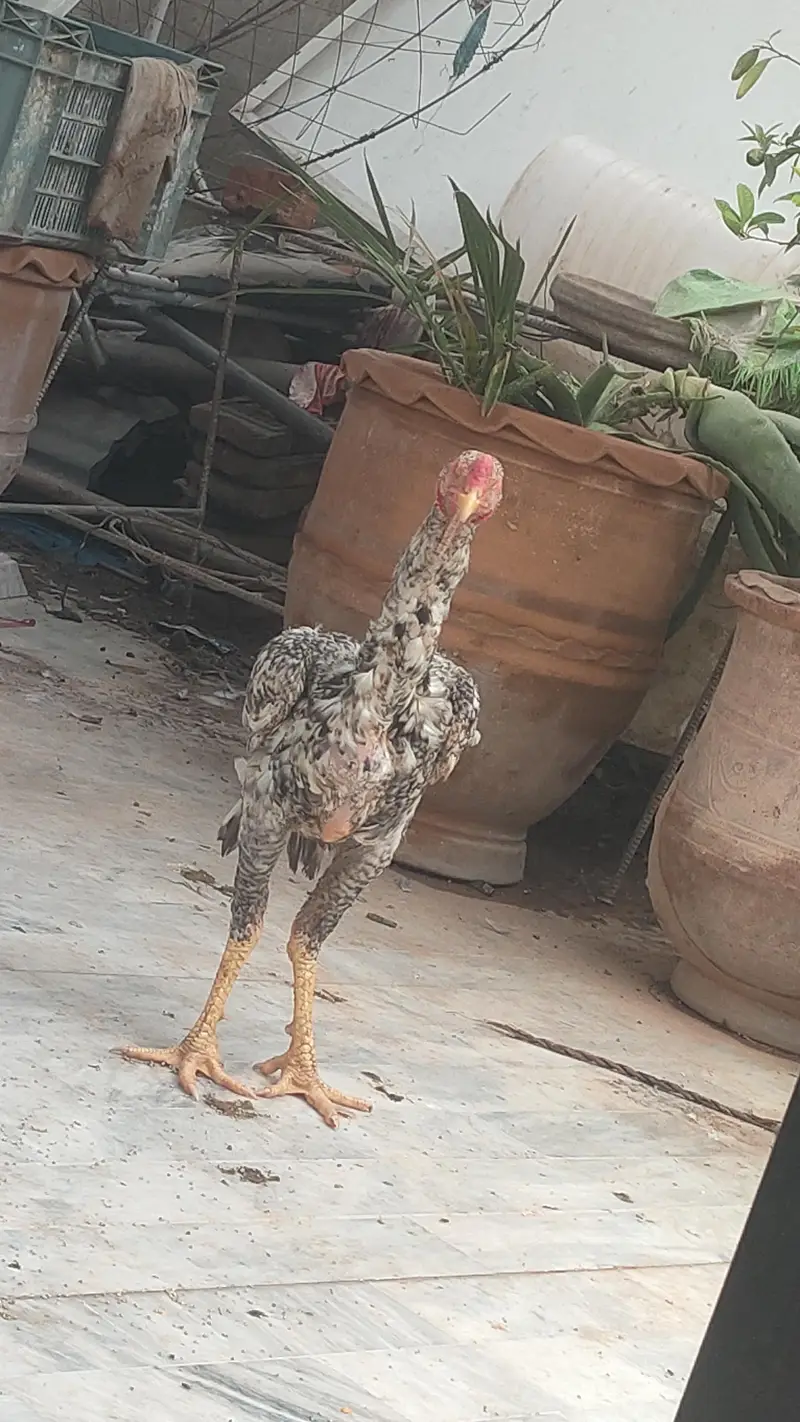 king shamo male — photo 3