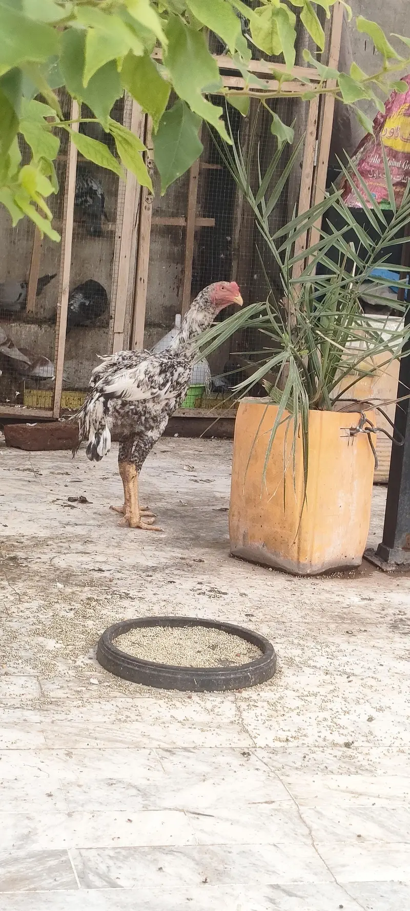 king shamo male — photo 4