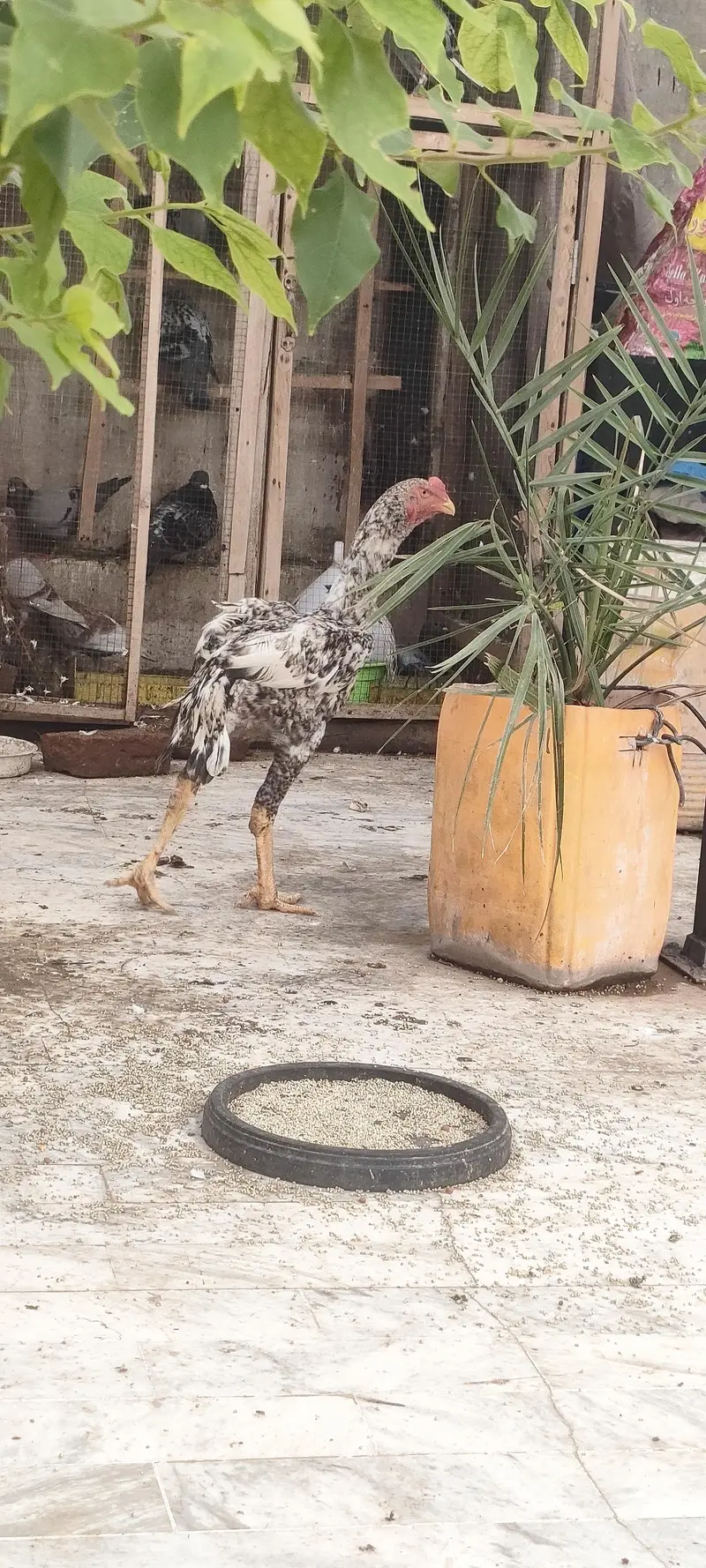 king shamo male — photo 5