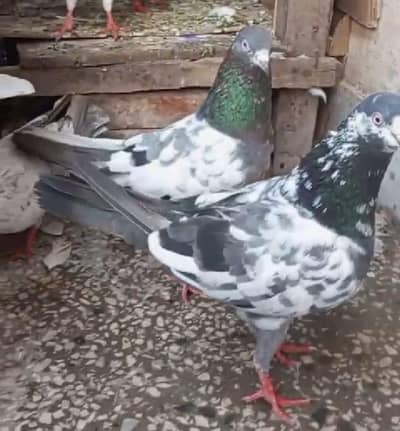 pigeon 4 sale