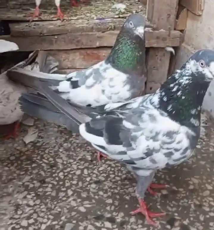 pigeon 4 sale