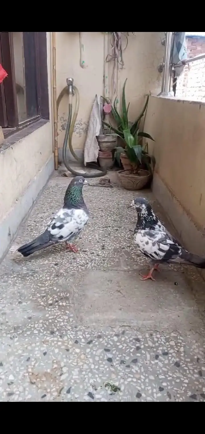 pigeon 4 sale — photo 2