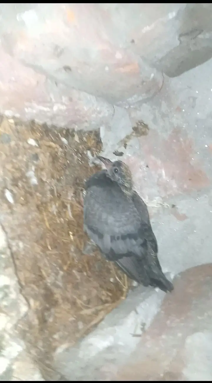 pigeon 4 sale — photo 3