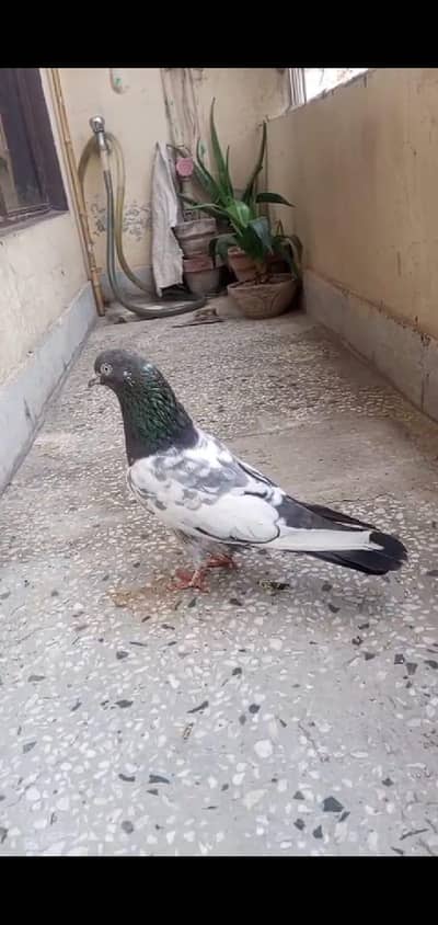 pigeon sale 03104481724wtsp