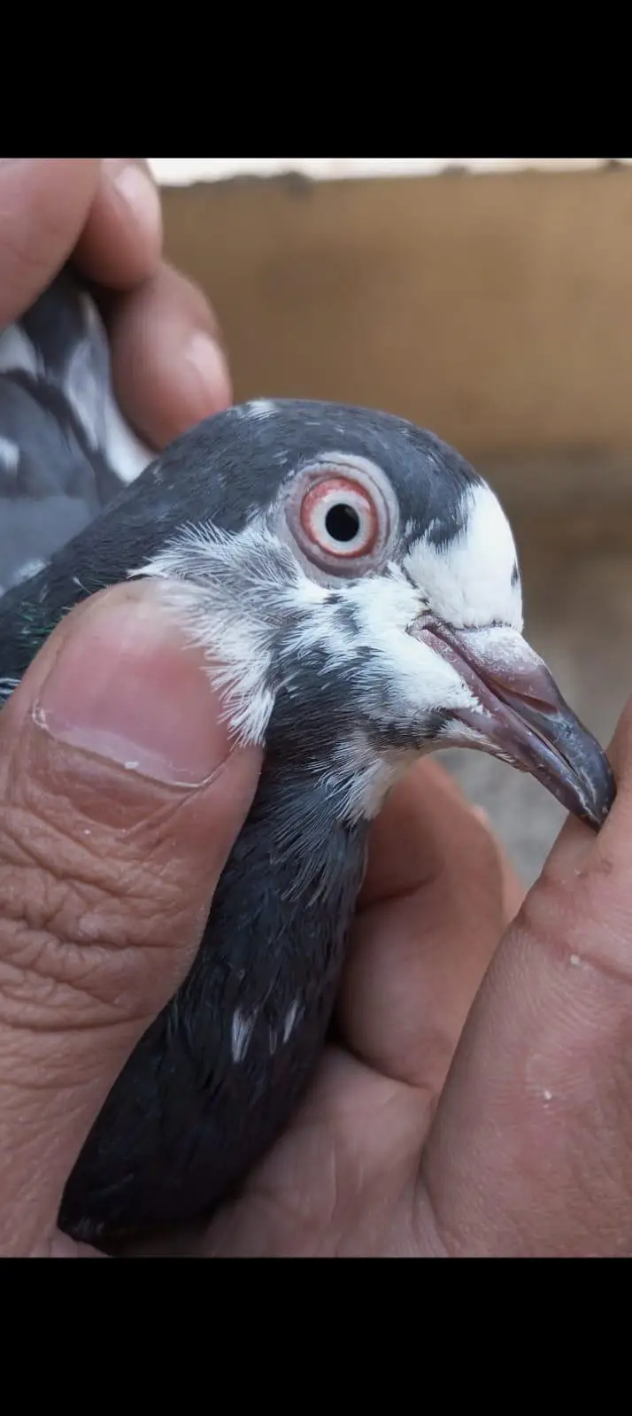 pigeon 4 sale — photo 5