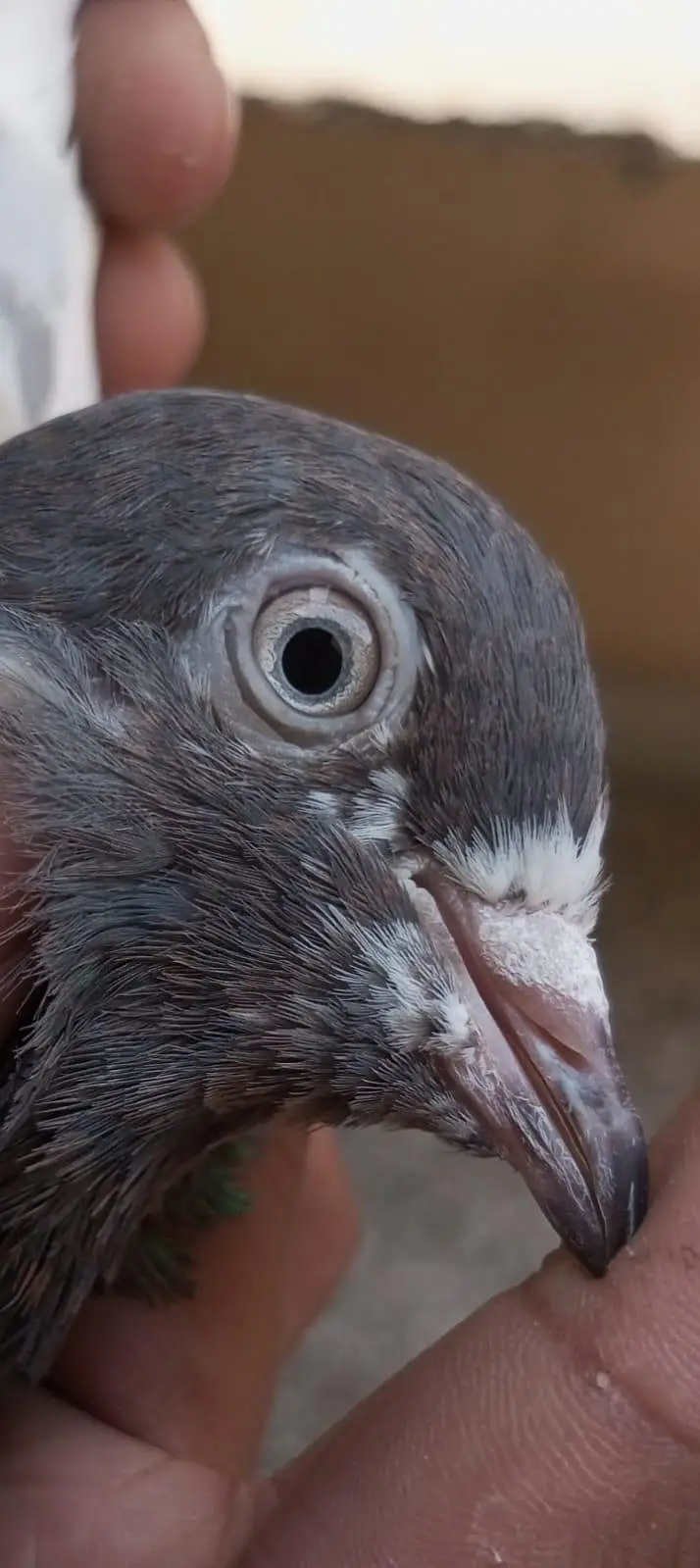 pigeon 4 sale — photo 6