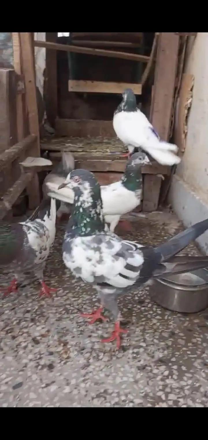 pigeon 4 sale — photo 7