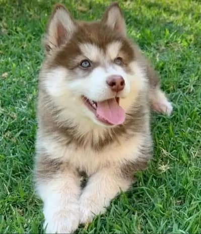 Siberian husky puppy my WhatsApp 03287234711