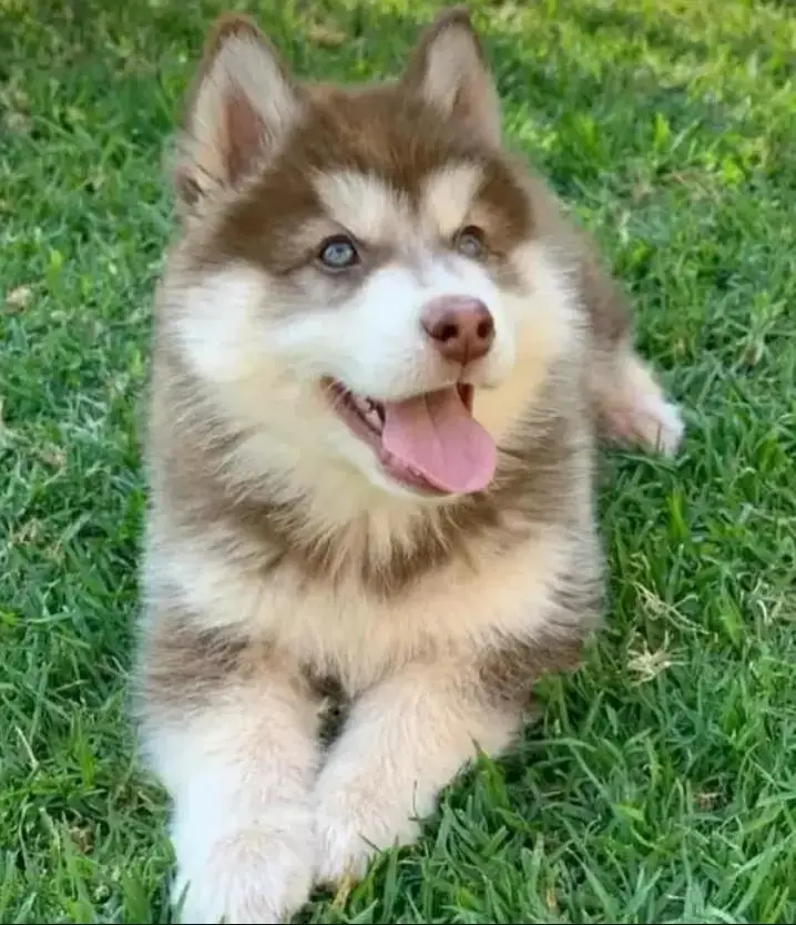 Siberian husky puppy my WhatsApp 03287234711 — photo 3