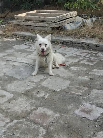 for sale urgent