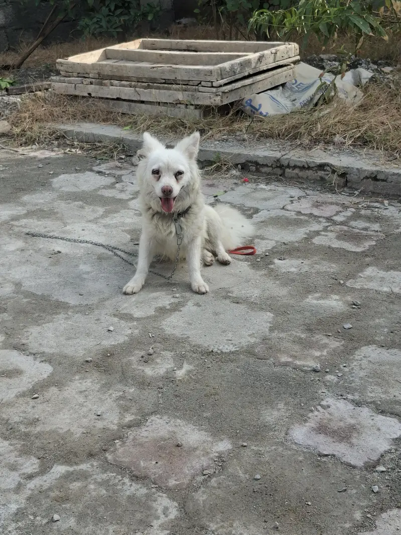 for sale urgent