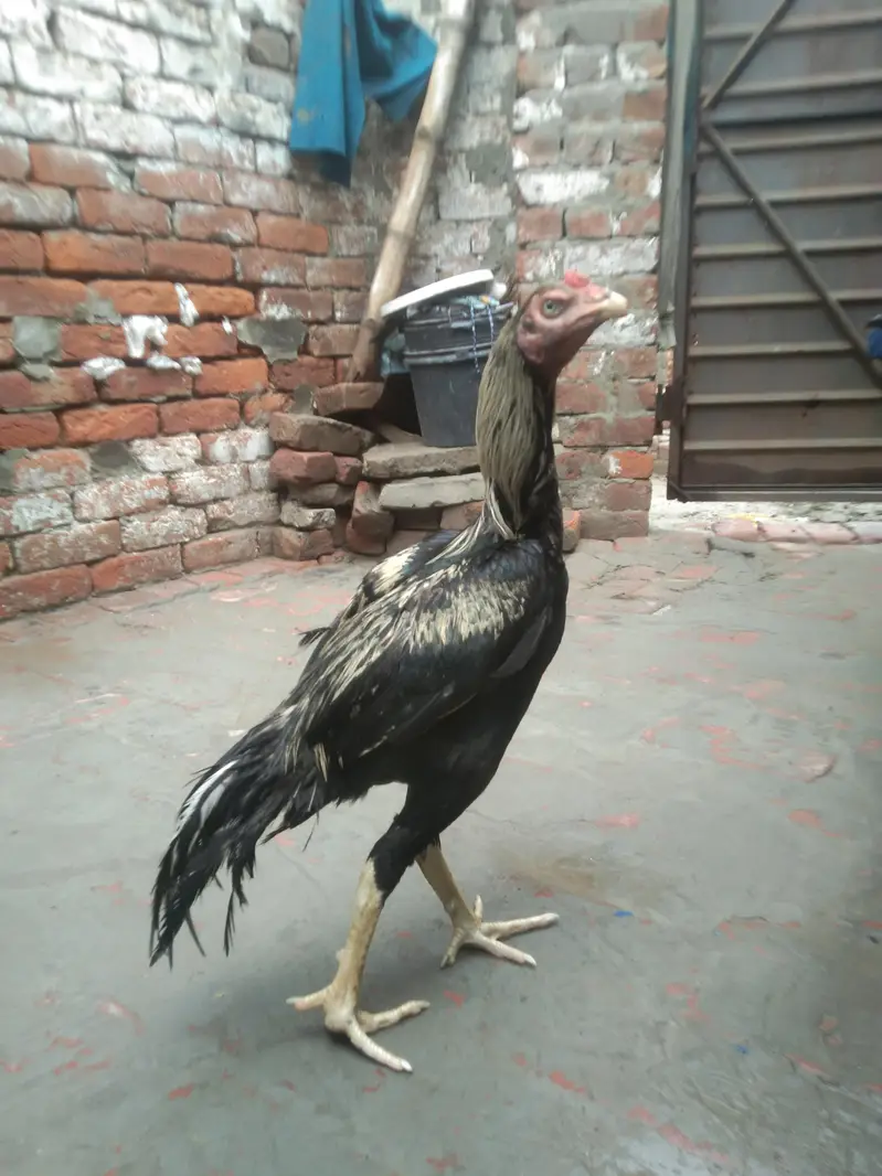 pure Pakistani patha choti hait me — photo 2